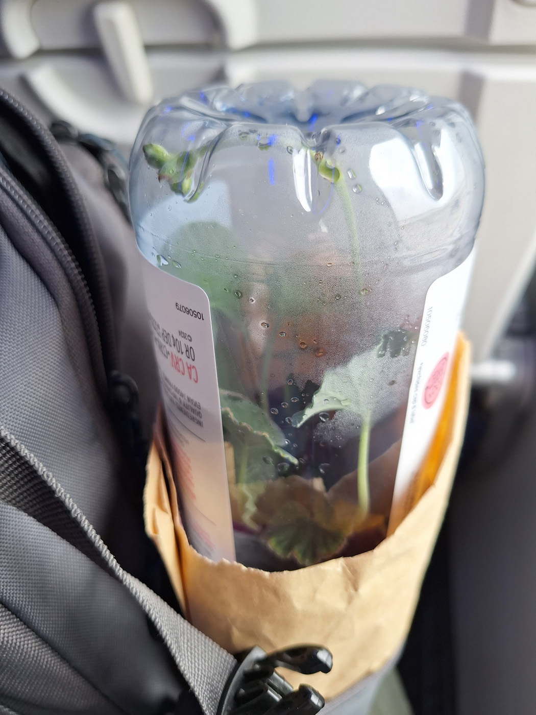 Geranios de Borgoña en el avión. 