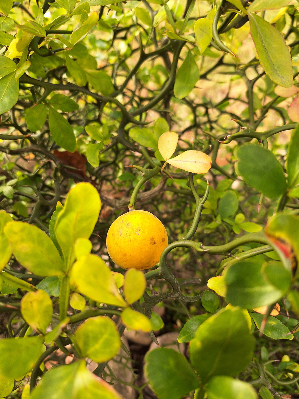 Naranja resistente al frío 'Flying Dragon'