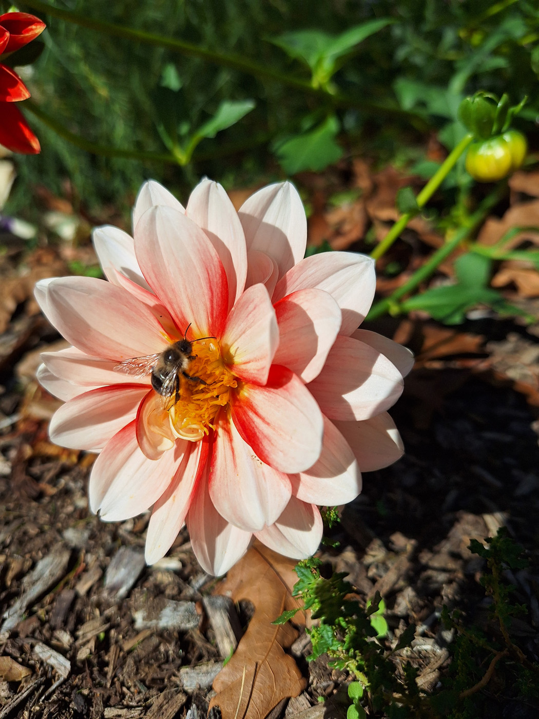 Dalia 'Sorbete de Naranja'