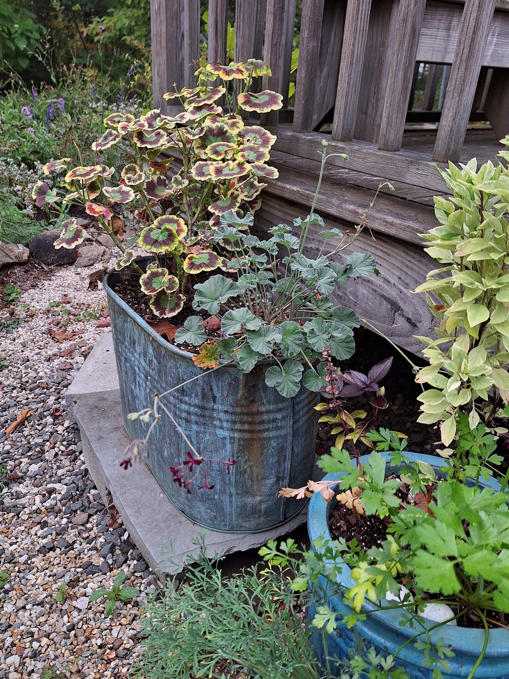 Geranio burdeos al aire libre