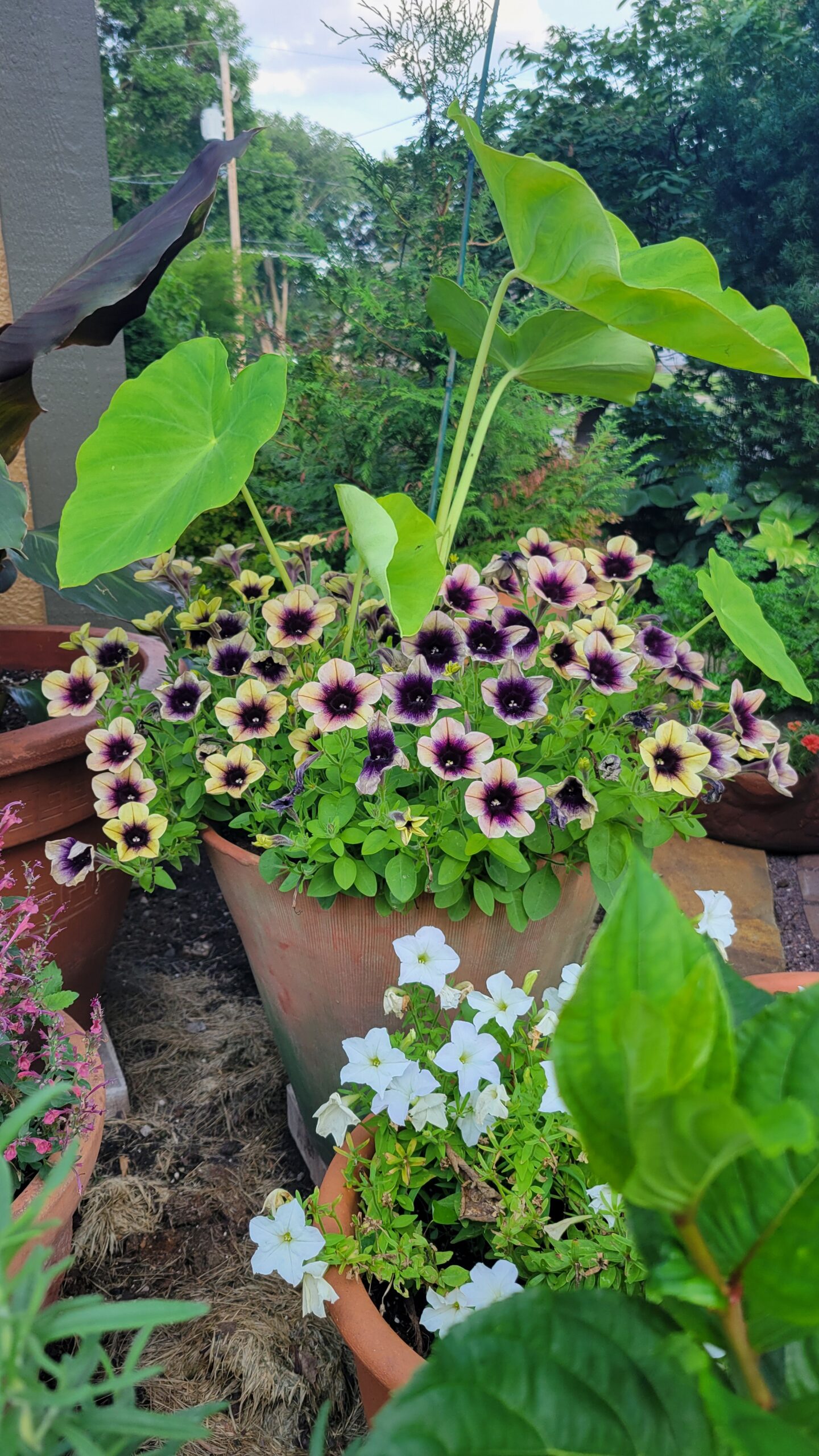 Petunia de sombra Ray™