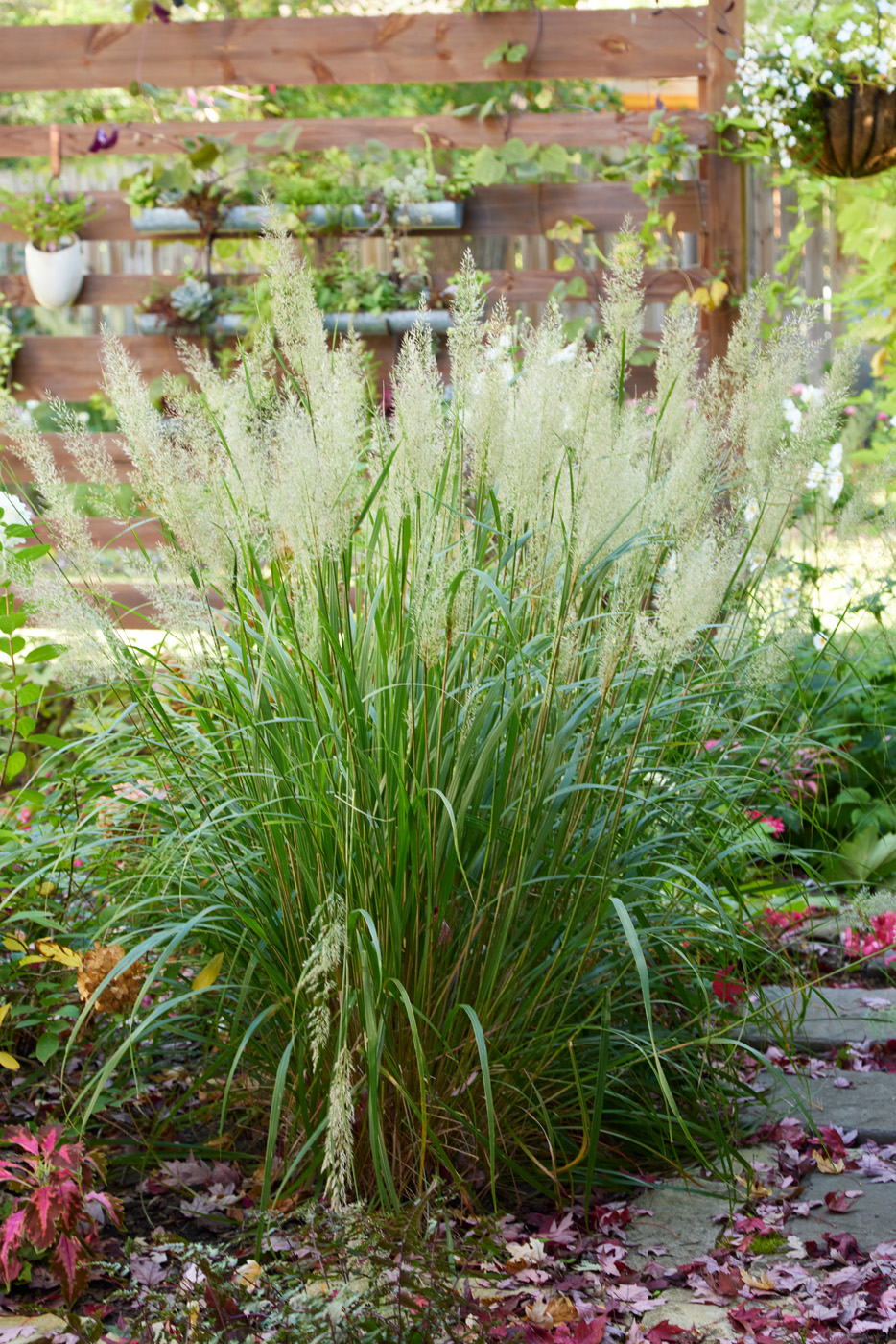 Hierba de caña de plumas coreana