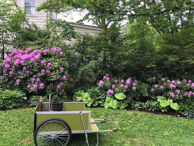 Rododendro cubierto de flores rosas.