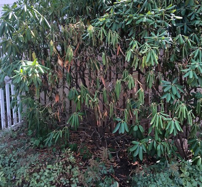Rododendro quemado en invierno