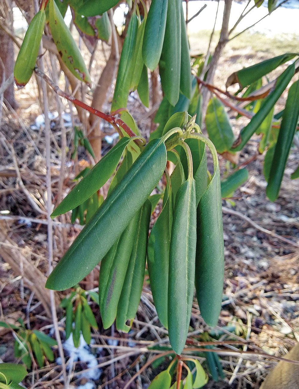 Rizos de invierno en hojas de rododendro.