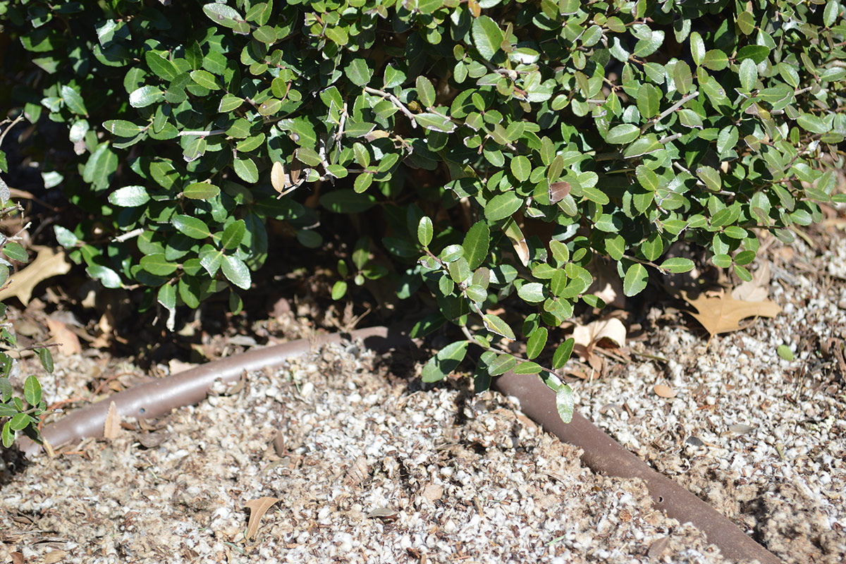 Riego debajo de plantas de hoja perenne.