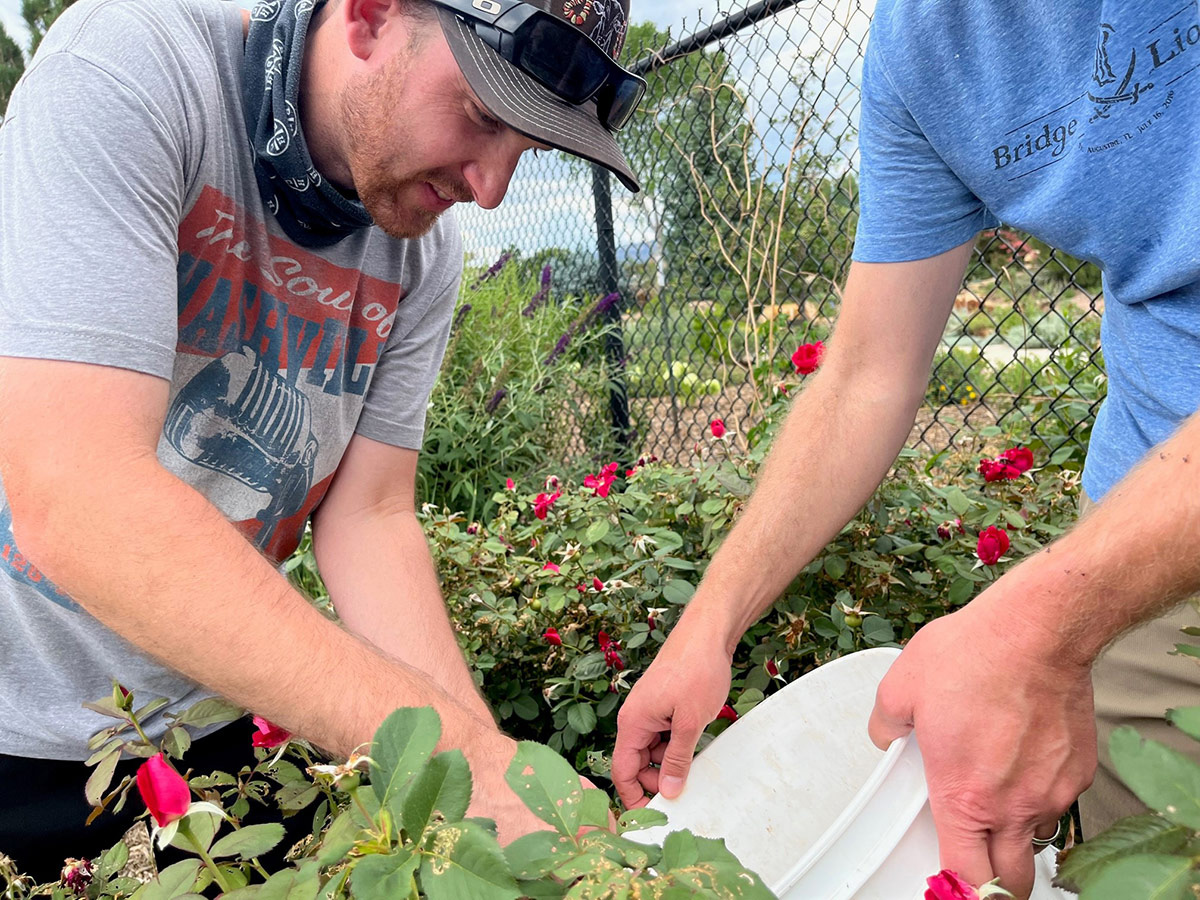 Recogiendo escarabajos a mano de los rosales