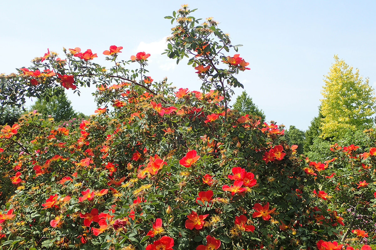 Rosa de cobre austriaca