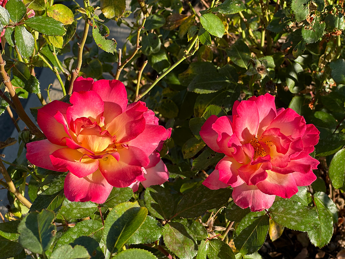 Rosa sorbete arcoíris