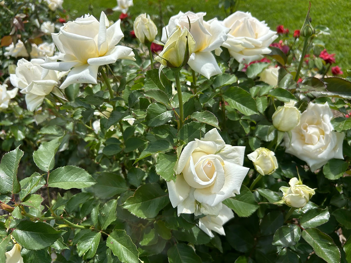Rosa multiflora de encaje francés