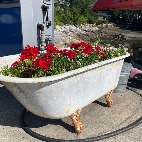 annual flowers planted in an old bathtub