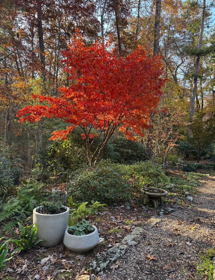 Bonnie's Fall Garden in North Georgia - Fine Gardening