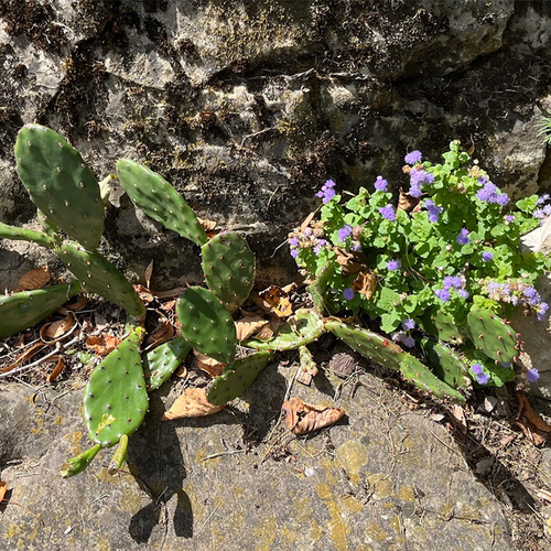 cactus in crevice garden