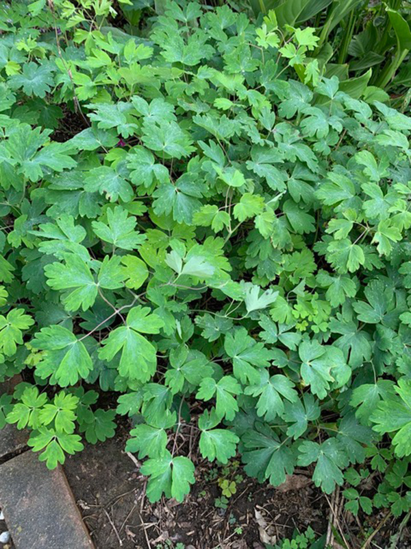 foliage of red columbine as a ground cover
