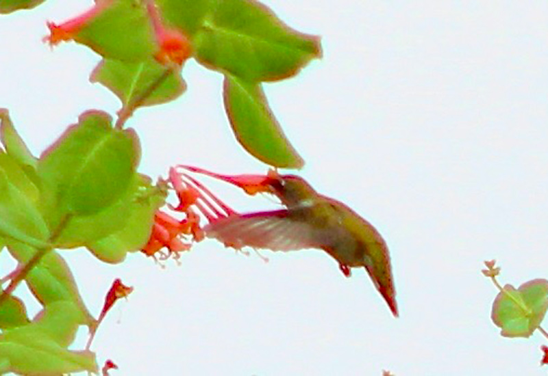 hummingbird feeding from native honeysuckle