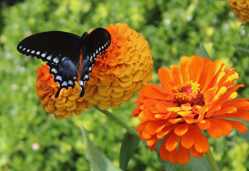 Black swallowtail butterfly on orange flower