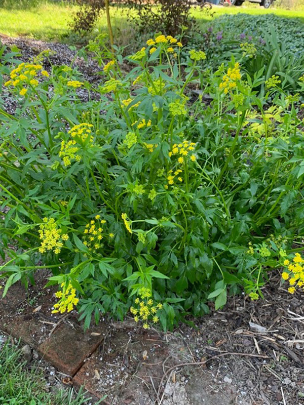 Golden alexander plant