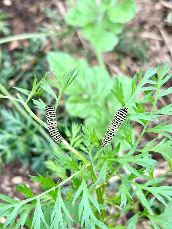 Two black swallowtail caterpillars