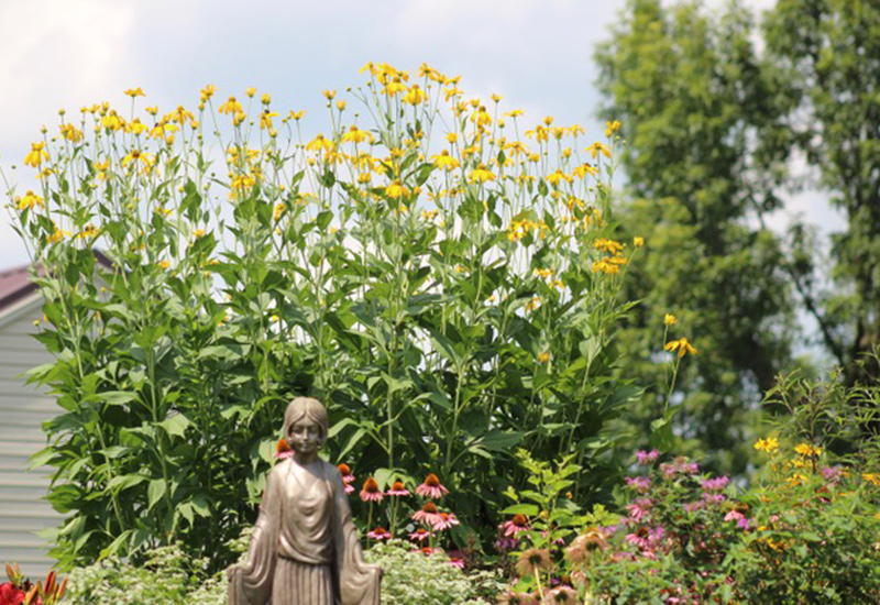 Cutleaf coneflower in back of garden
