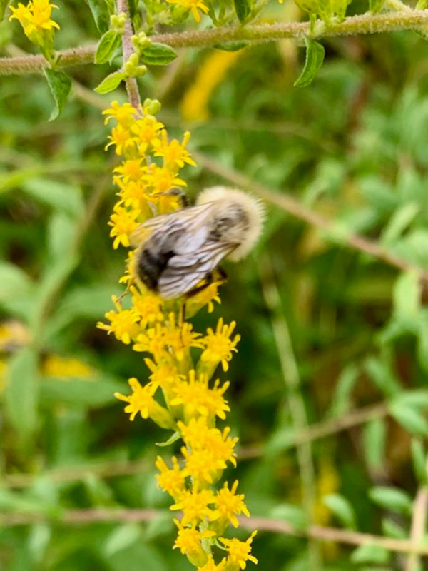 bumblebee on cluster of yellow flowers