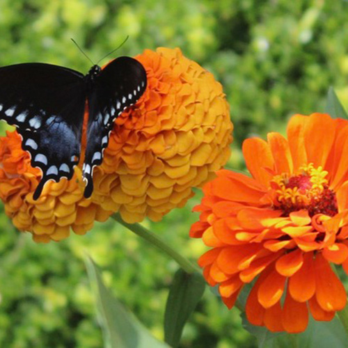 Black swallowtail butterfly on orange flower