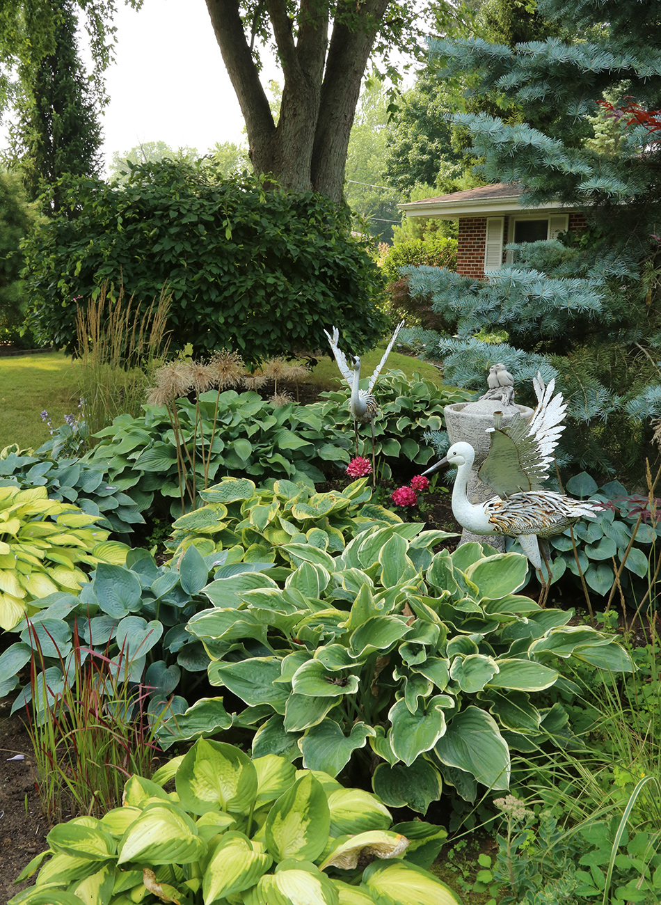 lots of different hostas in shade garden
