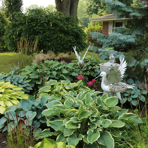 lots of different hostas in shade garden