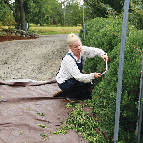 Expert Pruning Tips for a Perfectly Shaped Hedge - Fine Gardening