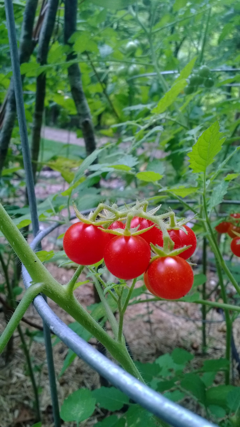 Tomates 'grosella espinosa hawaiana'