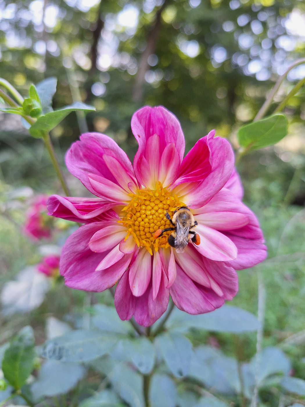 Dalia 'Dandy Coralette' 