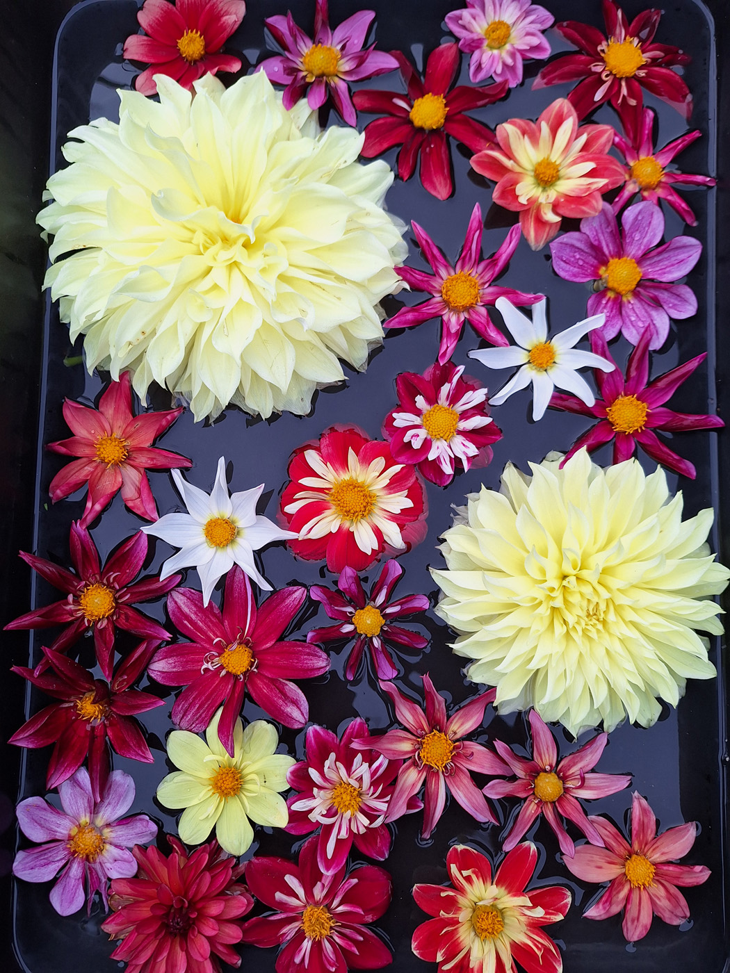 Exhibiciones flotantes de dalias que incluyen 'Dandy Collarette' 