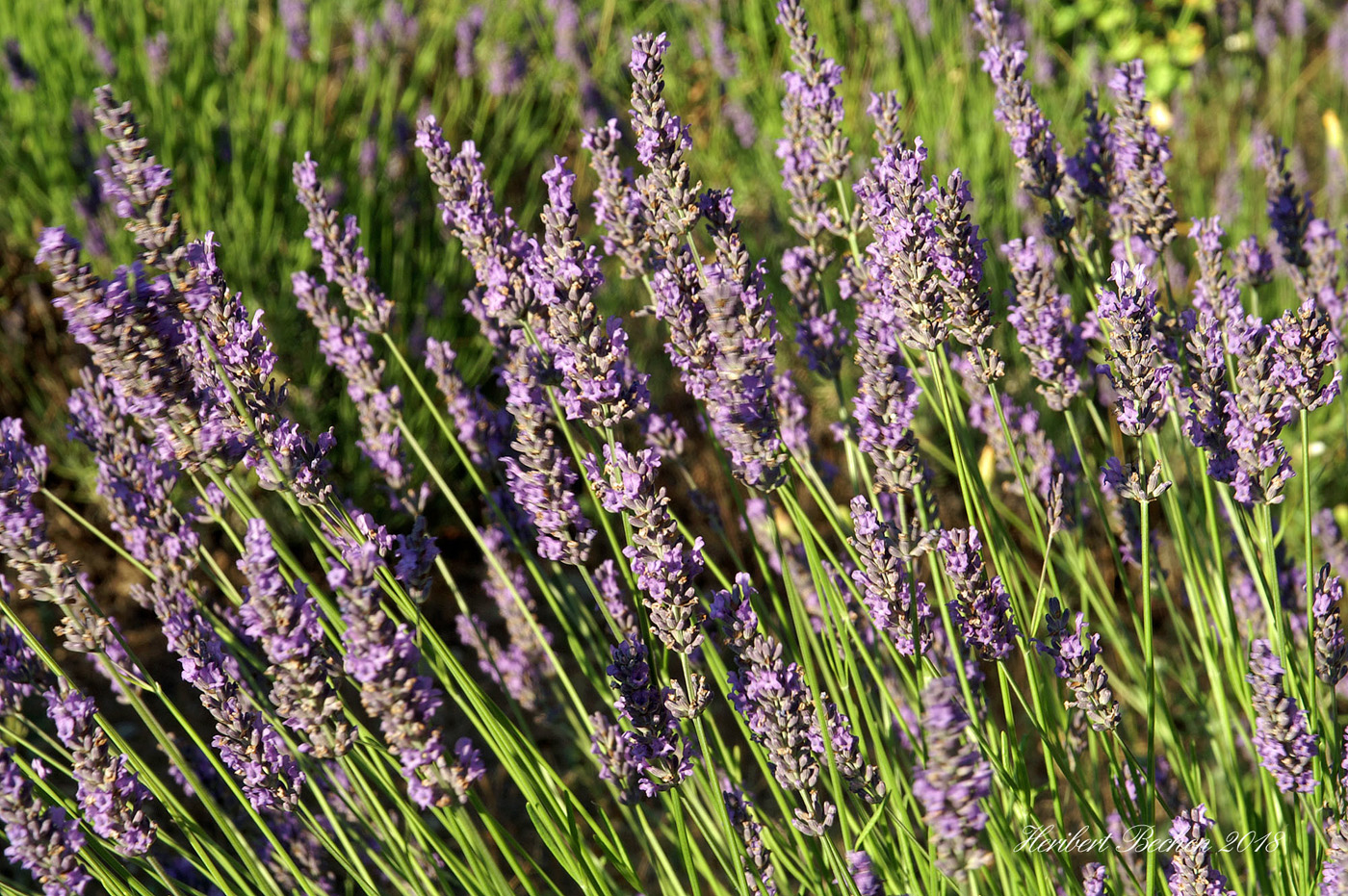     lavanda 'provenzal' 