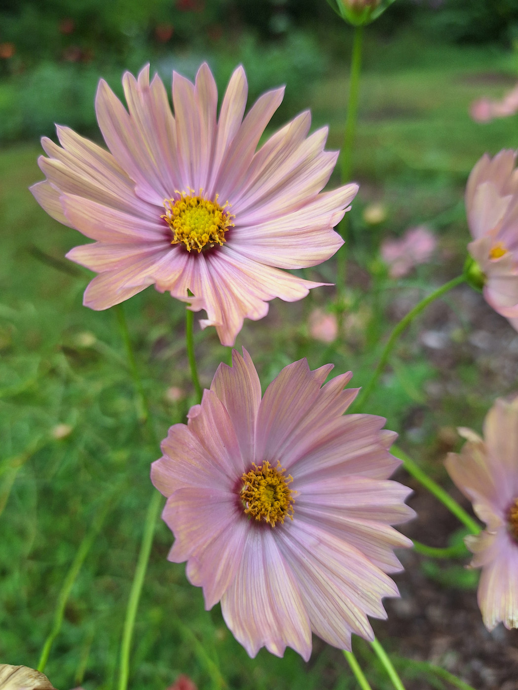 Cosmos 'albaricoque' 