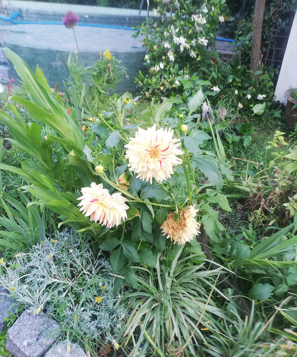 striped dahlia in dense foliage planting