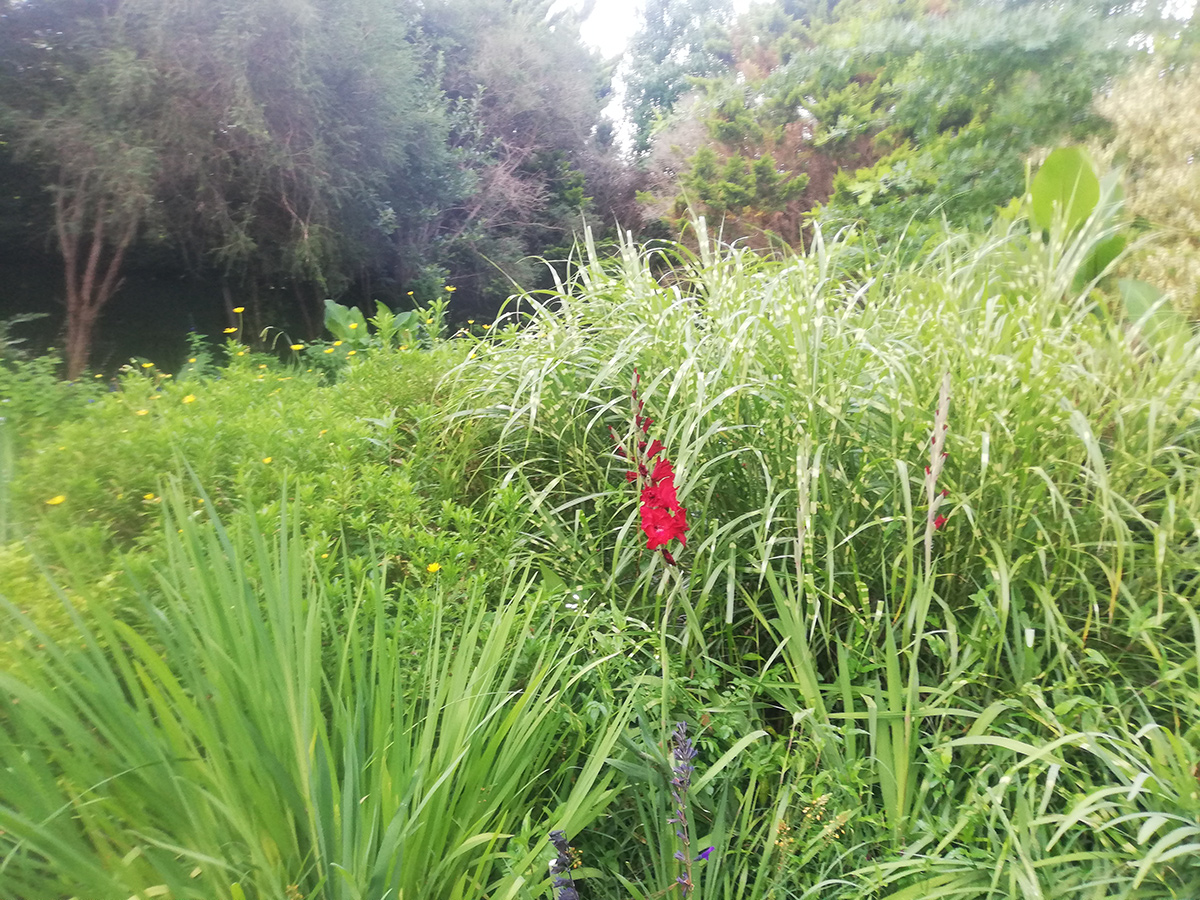 large garden grasses