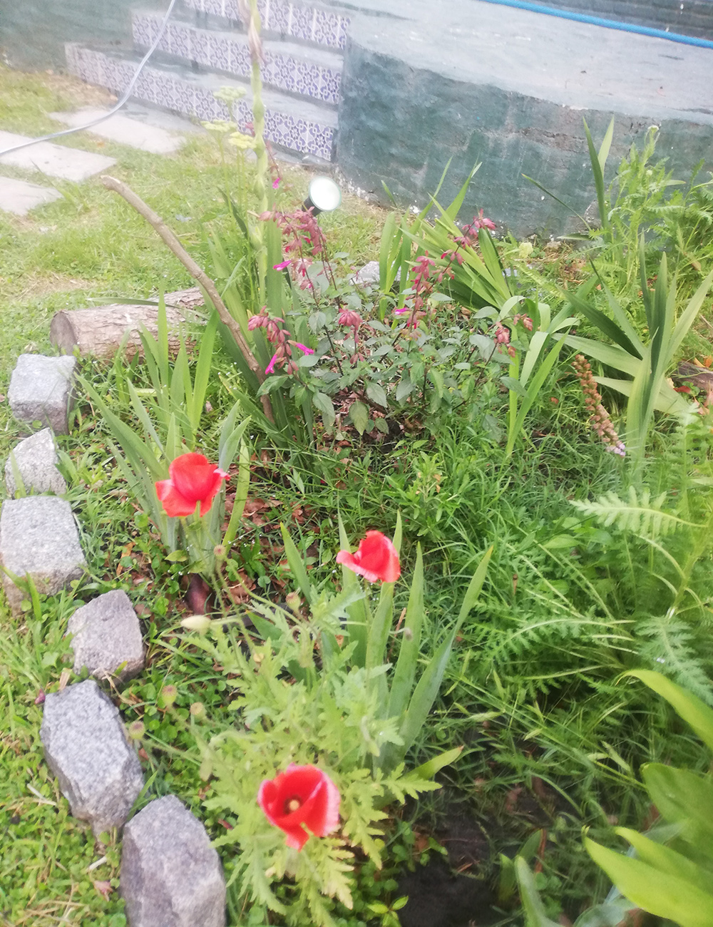 red poppies in garden