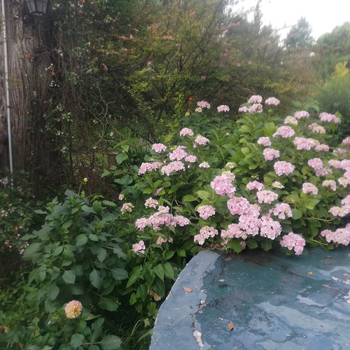 light pink hydrangea