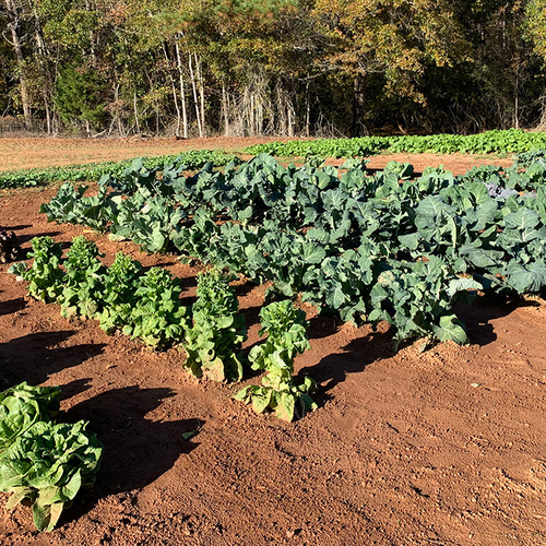 garden full of brassicas in the sun
