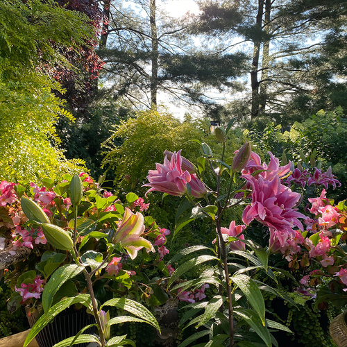 pink flowers in a bright green spring garden