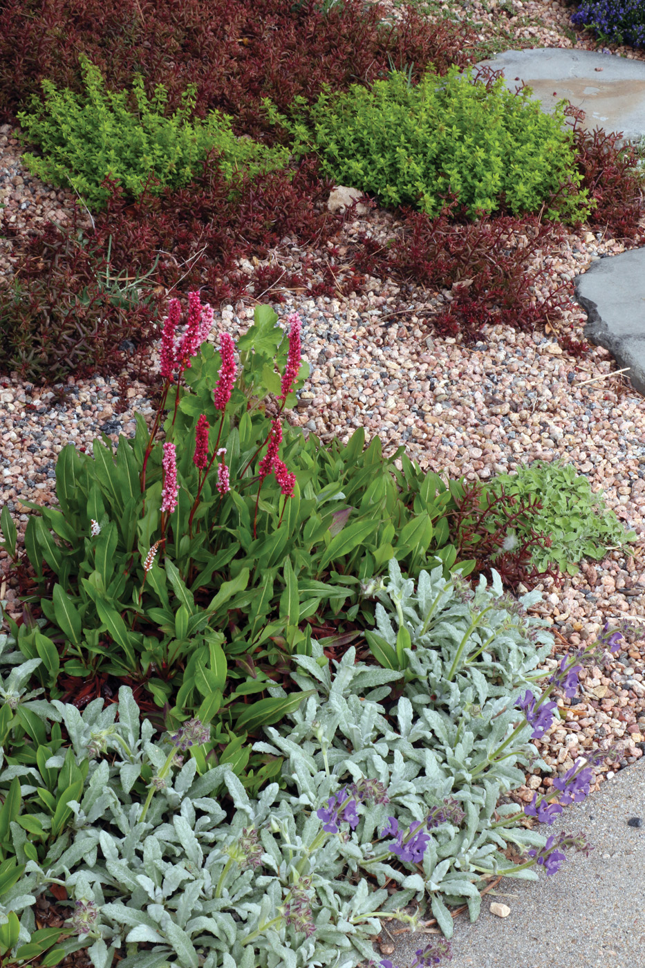 water wise garden bed with gravel and perennials