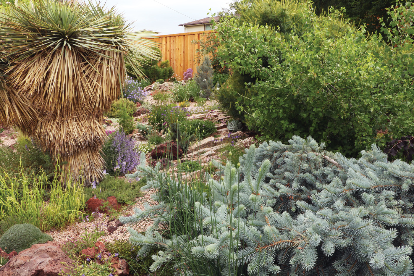 Low profile rock garden with evergreens