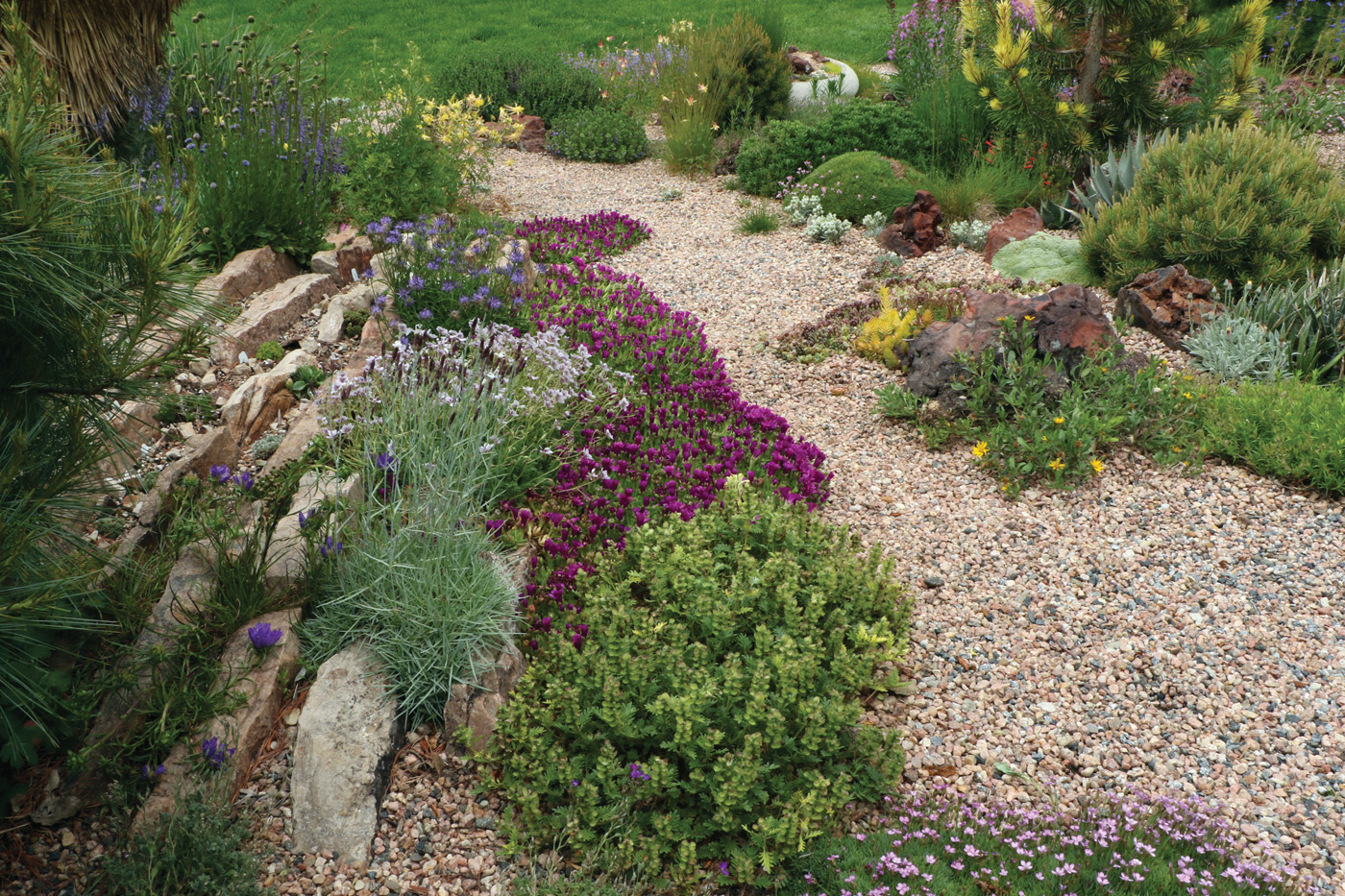 Rock garden and alpine plants