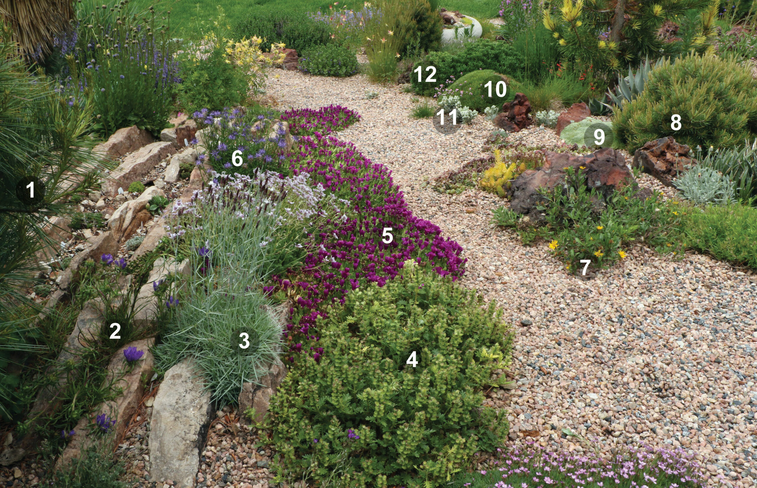 Jardín de rocas con plantas alpinas numeradas