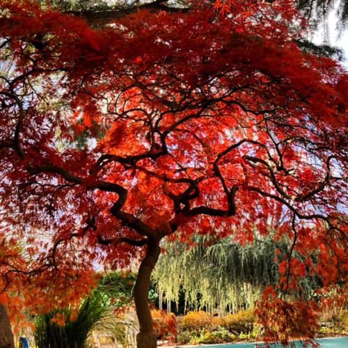 Deborah's Favorite Trees in New York - Fine Gardening