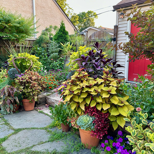 Arianne's Urban Garden in Minnesota, Part 2 - Fine Gardening