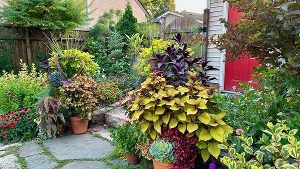 Arianne's Urban Garden in Minnesota, Part 2 - Fine Gardening
