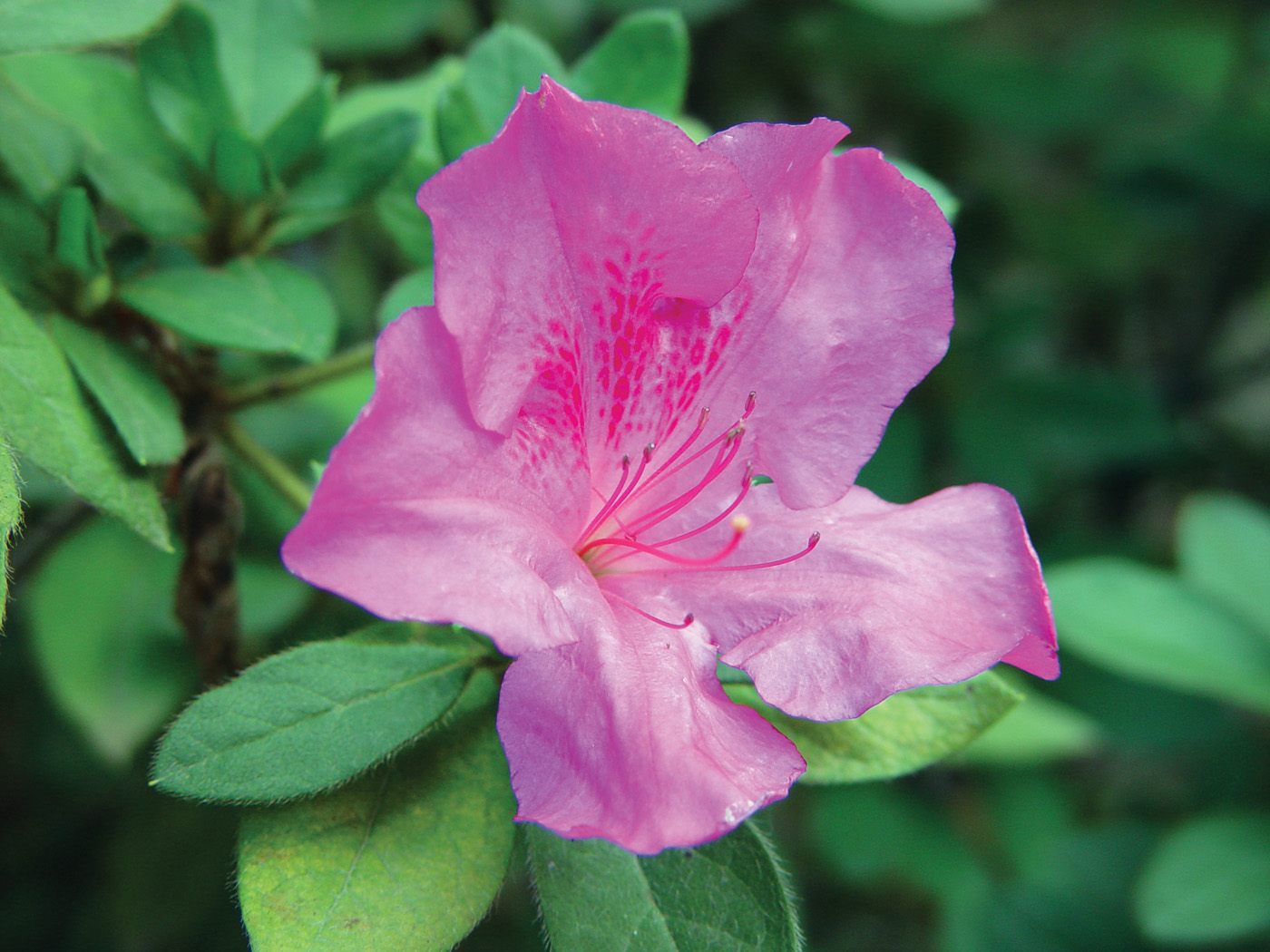 Autumn Royalty azalea courtesy of JC Raulston Arboretum