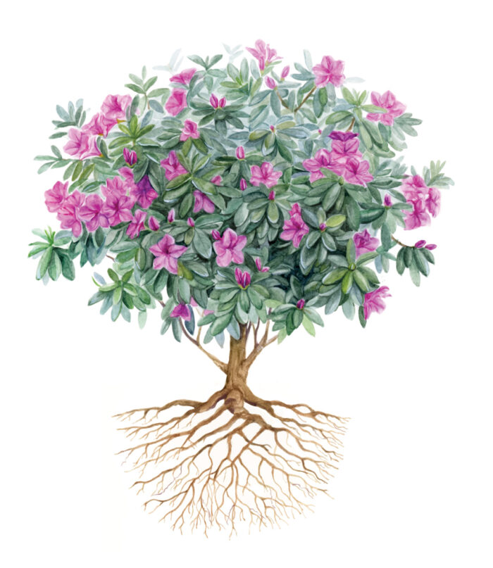 Azalea Structure Azalea Varieties for Every Landscape - Fine Gardening