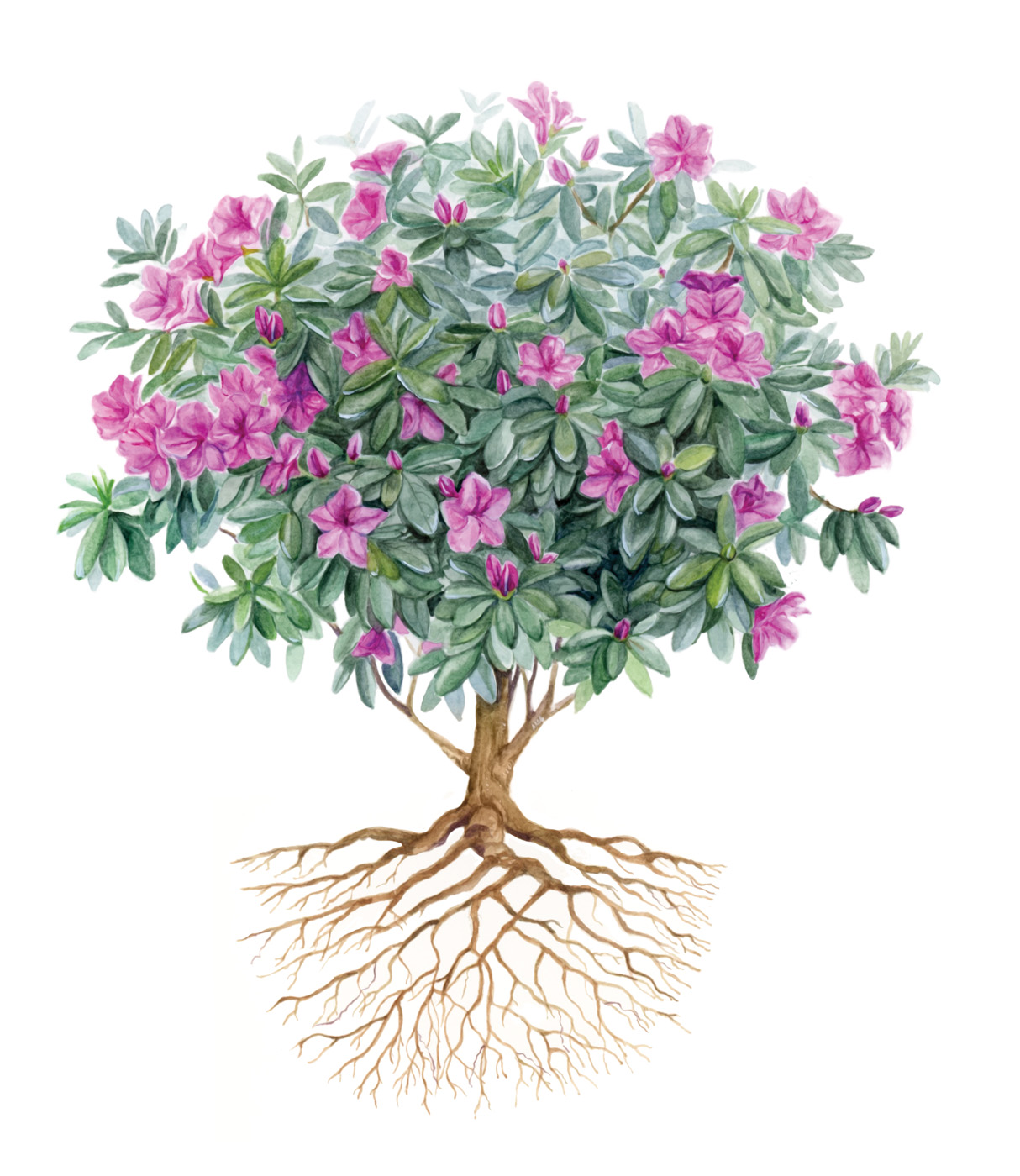 Azalea Bush Botanical Illustration by Jessica Daigle