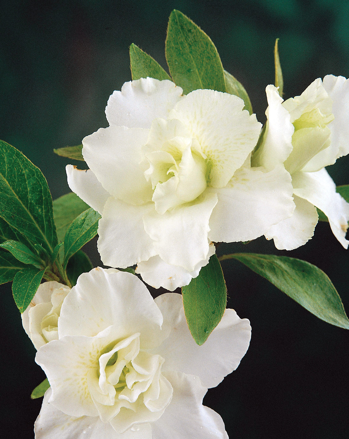 White bloom of Azalea Glacier Courtesy of Graphik/gapphotos.com
